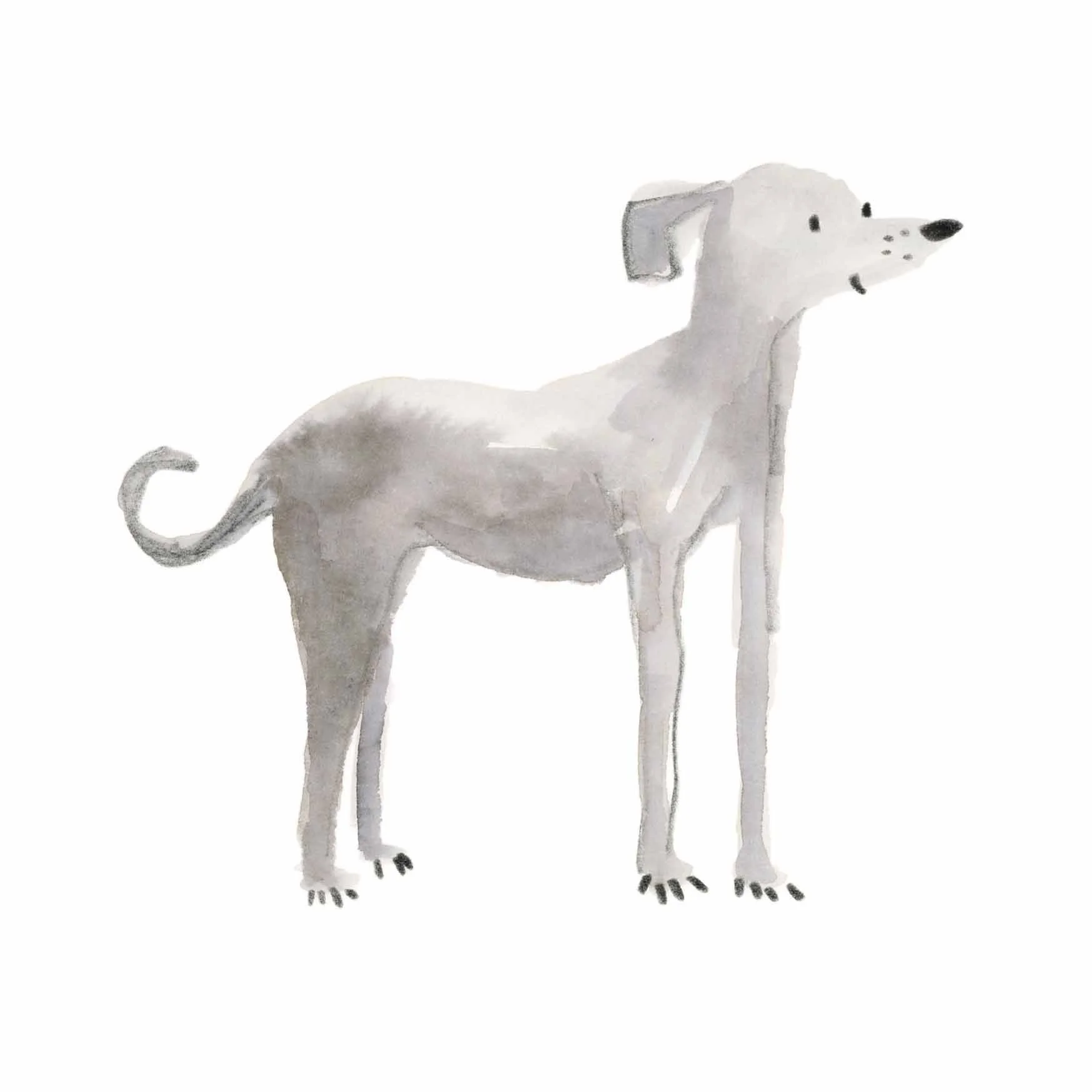 Italian Greyhound Print 1 online.jpg