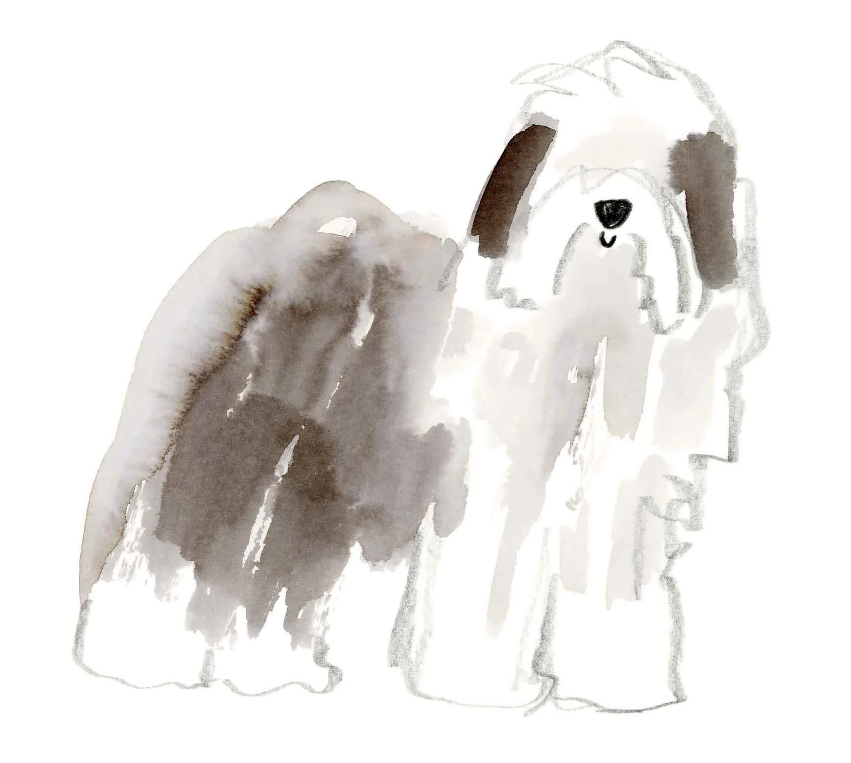 Old English Sheepdog 1 (online).jpg
