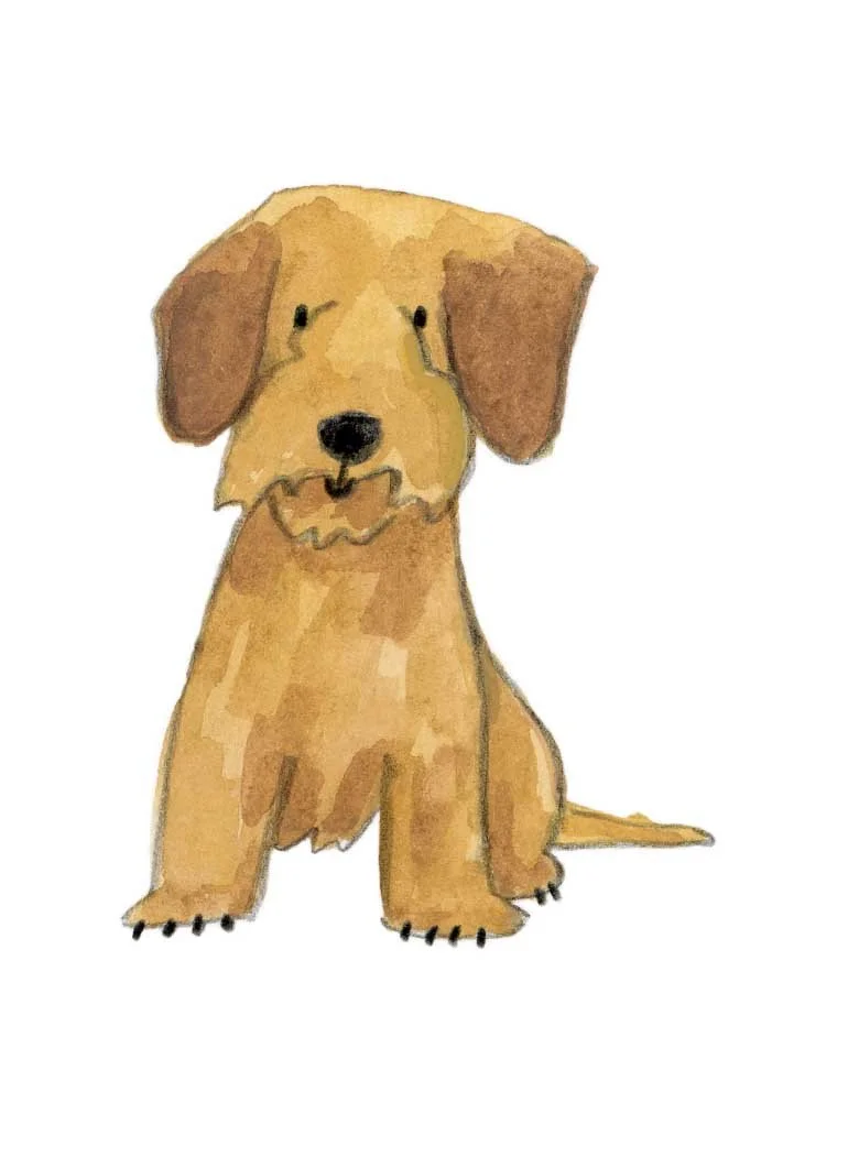 golden wire haired dachshund 2 online.jpg