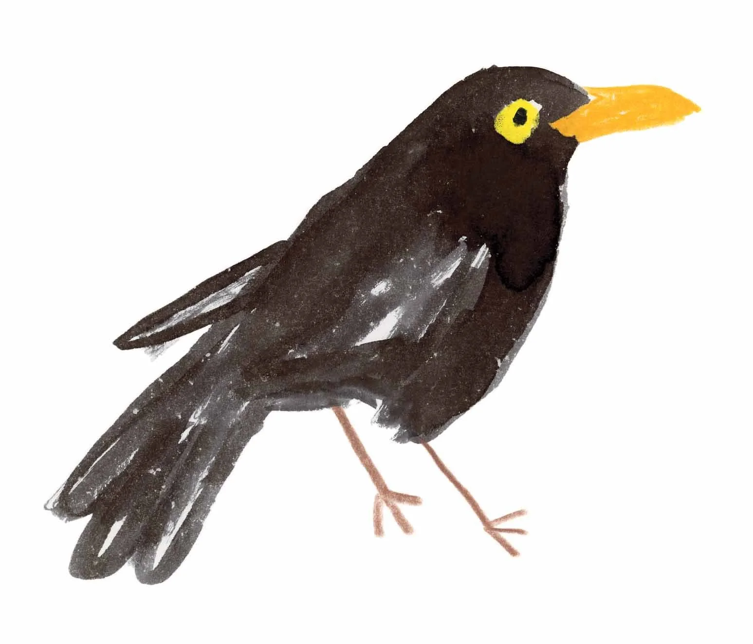 Blackbird Original 1 online.jpg