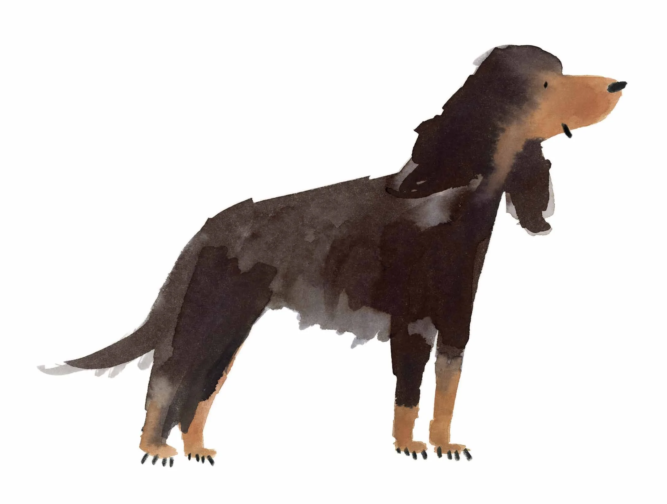 Gordon Setter 4 online.jpg