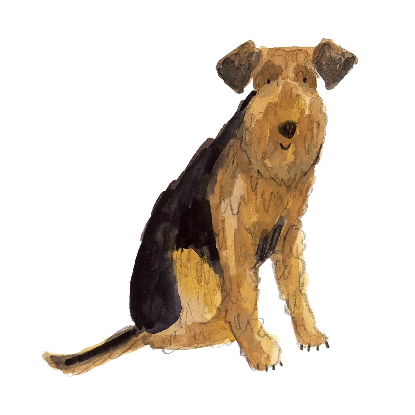Airedale Terrier Print online.jpg
