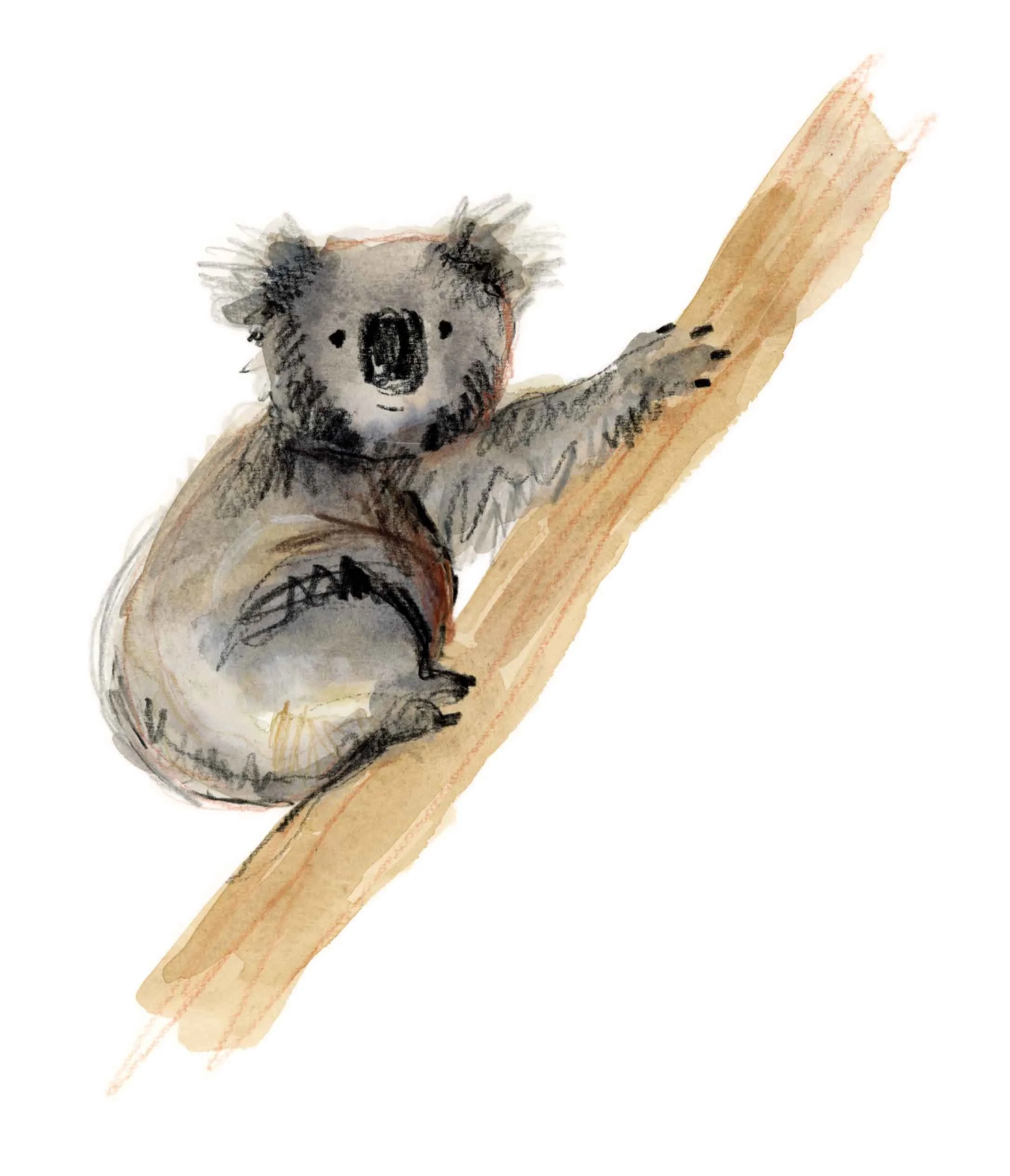 Koala II shop.jpg