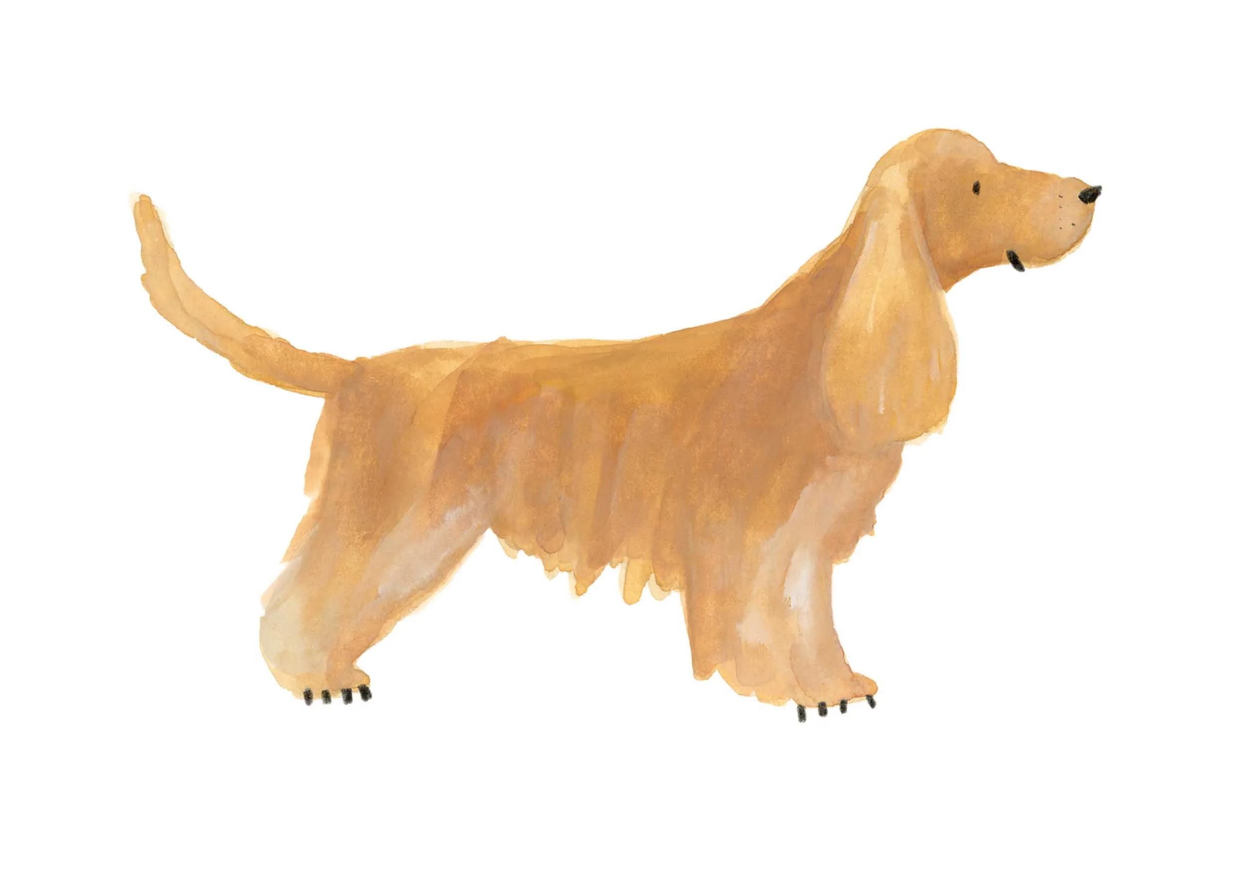 Golden Cocker print online.jpg