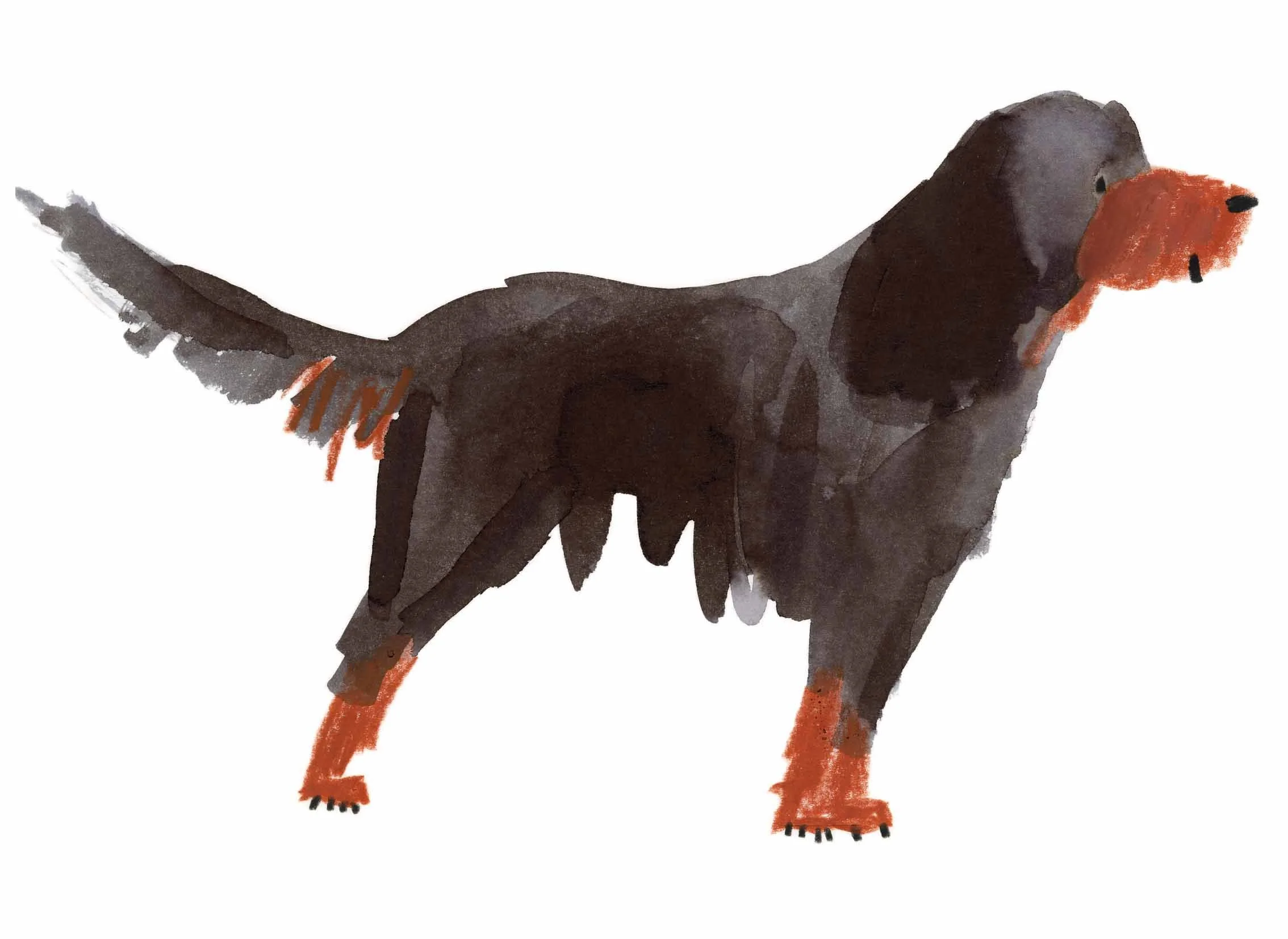 Gordon Setter 10 online.jpg