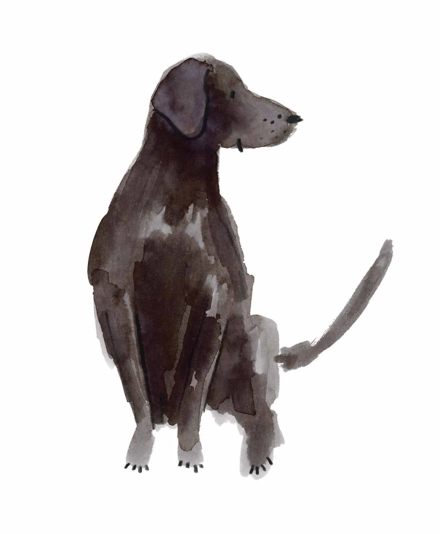 Black Labrador original 8 online.jpg