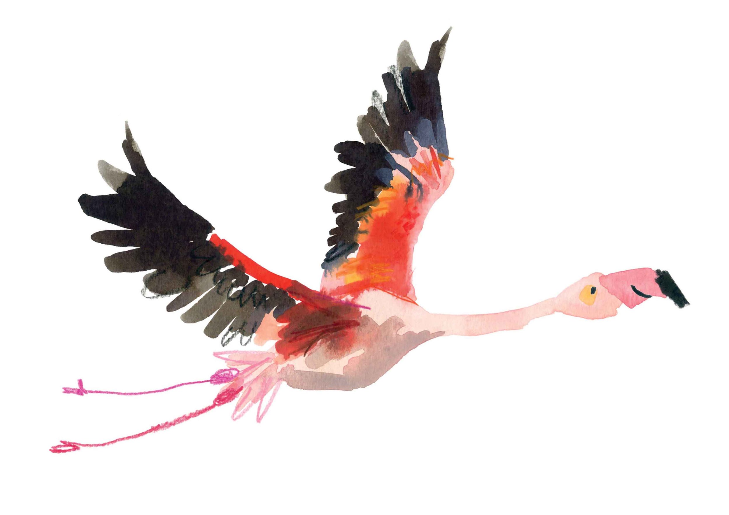 Flamingo print online.jpg
