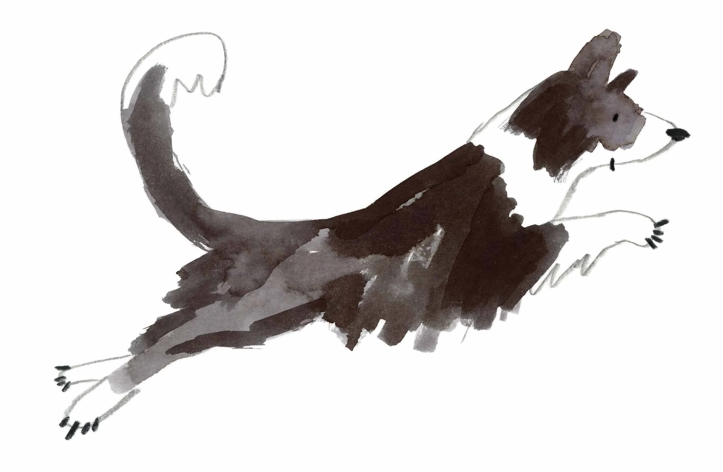 Collie Original 6 online.jpg