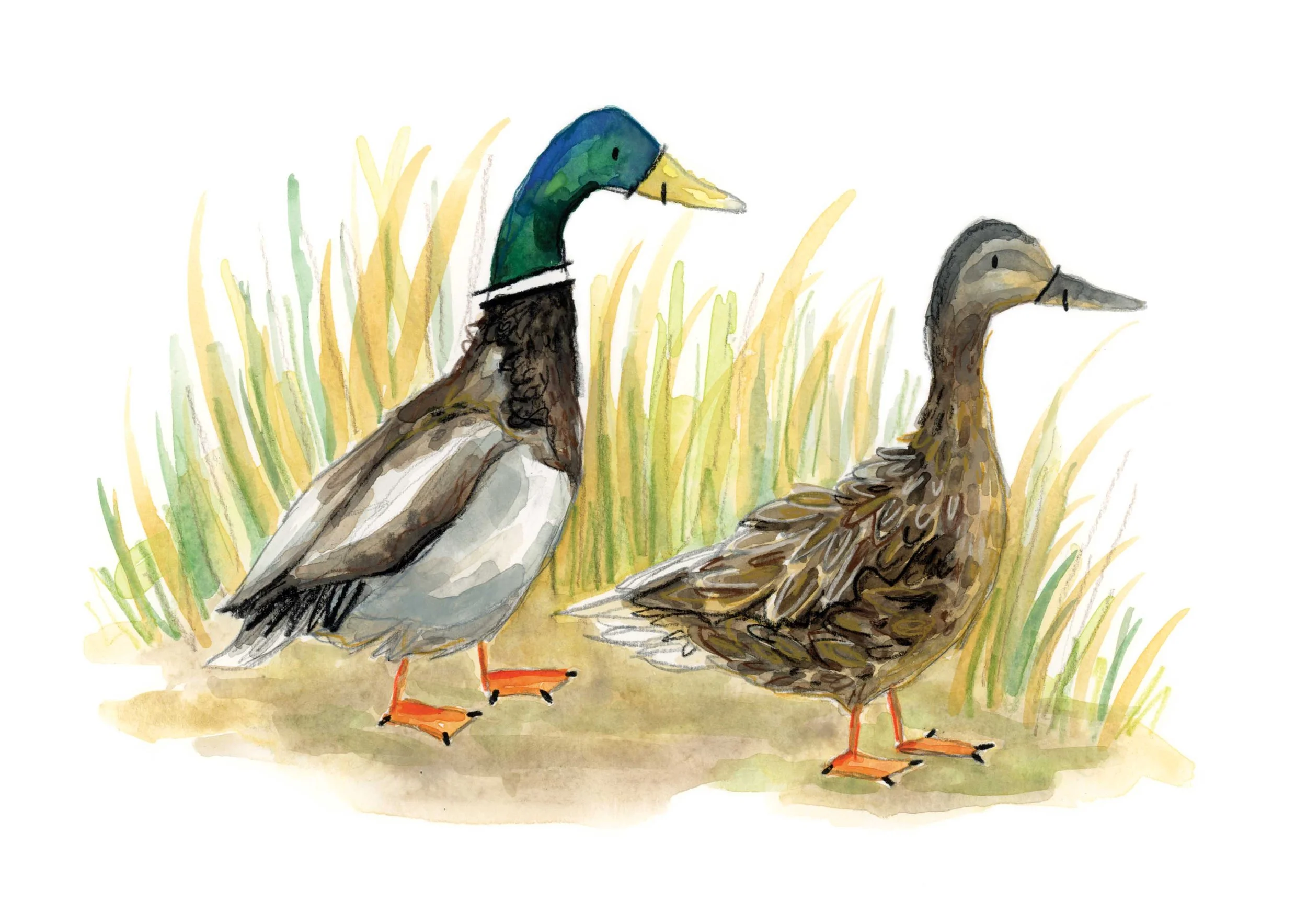 Two Mallards print online.jpg