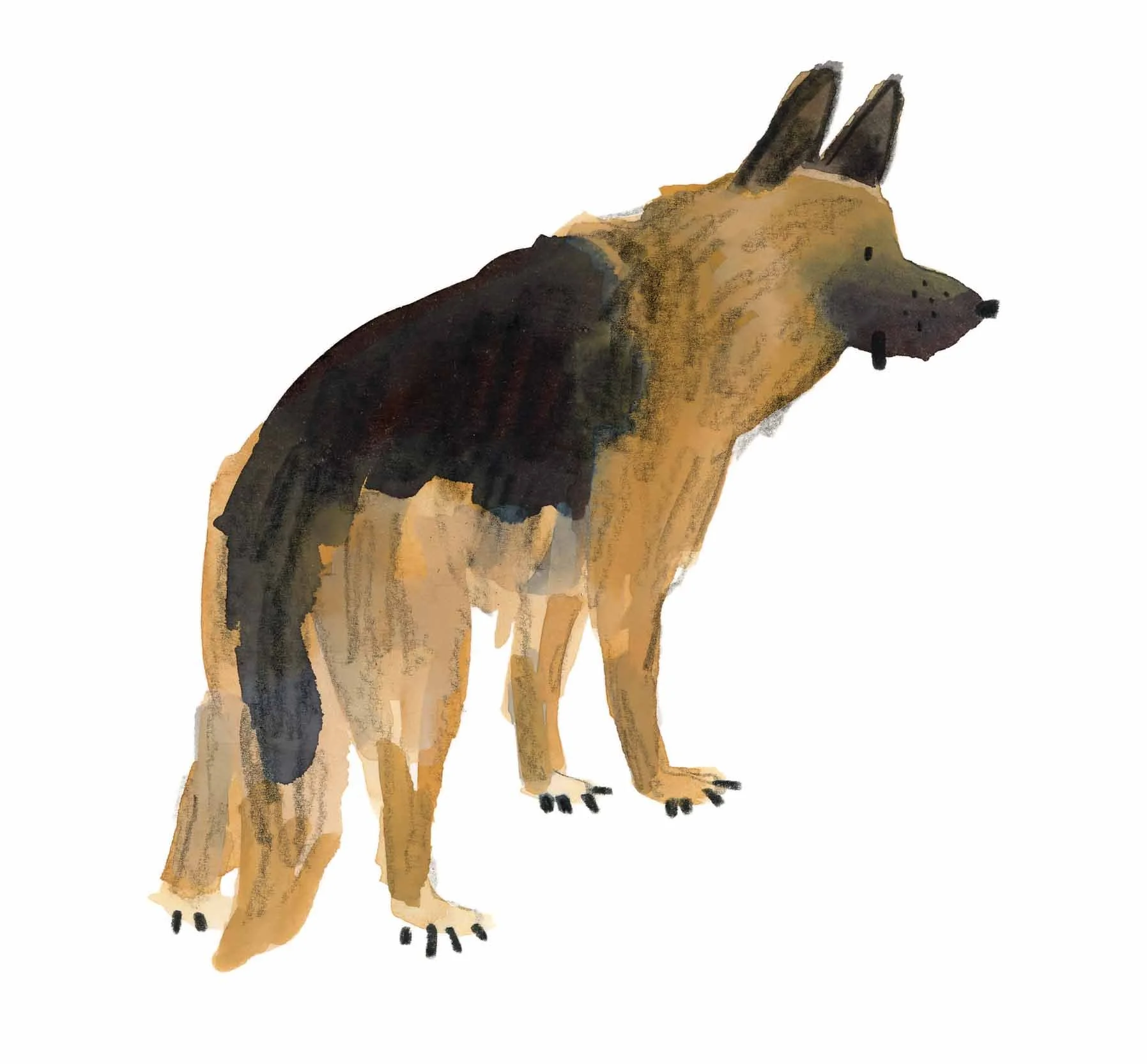 German Shepherd Original 1 Online.jpg