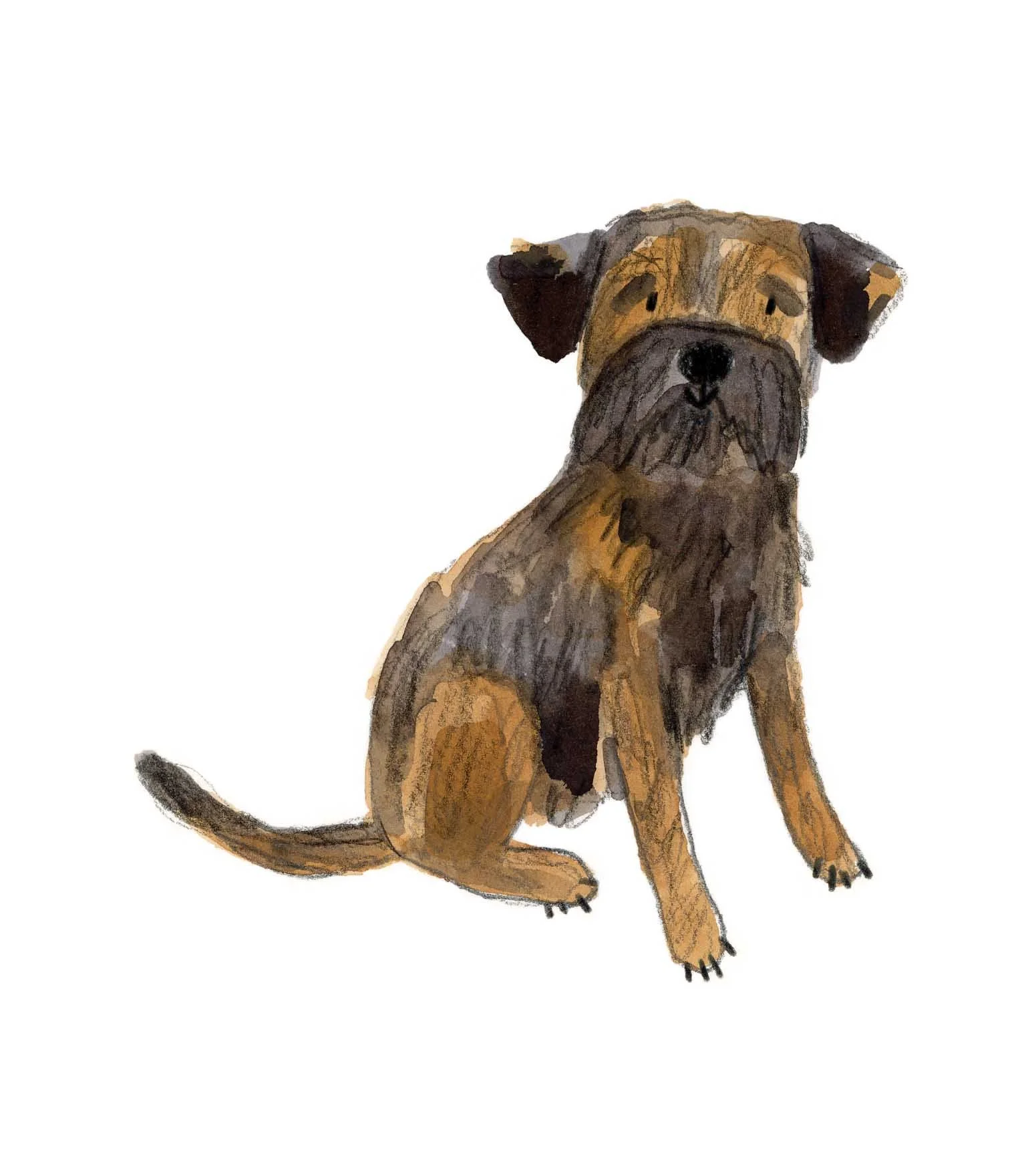 Border Terrier 3 online.jpg