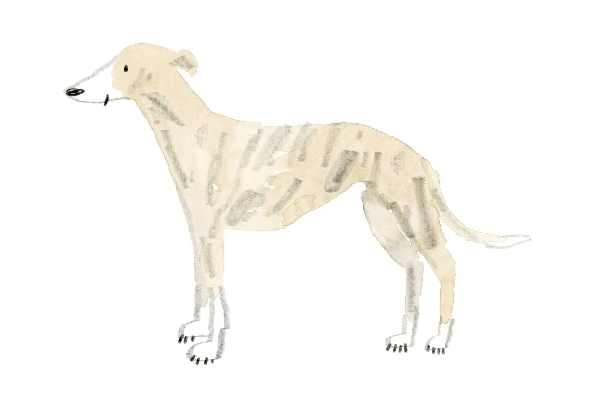 Cream whippet print online.jpg