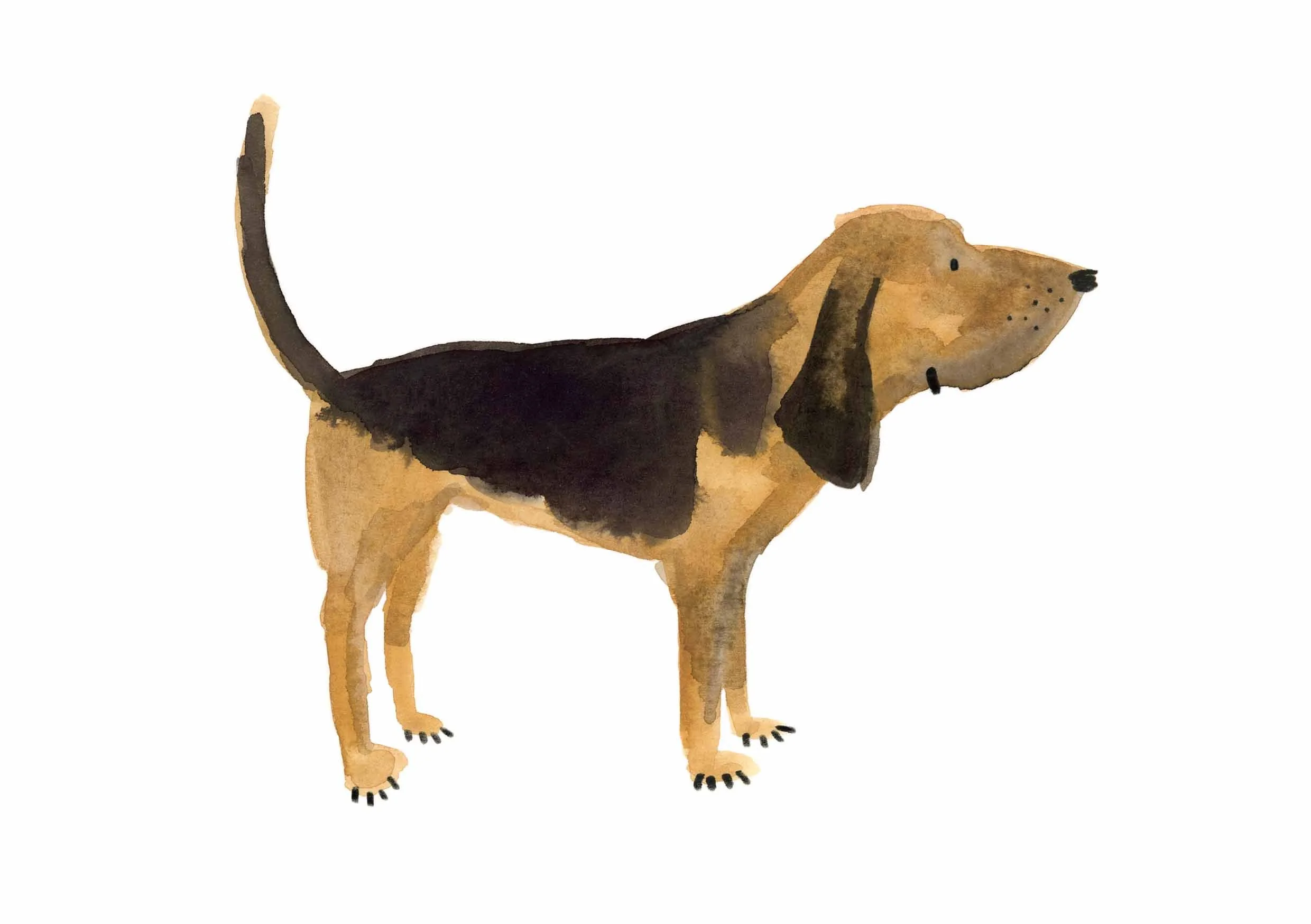 Bloodhound Print 1 online.jpg