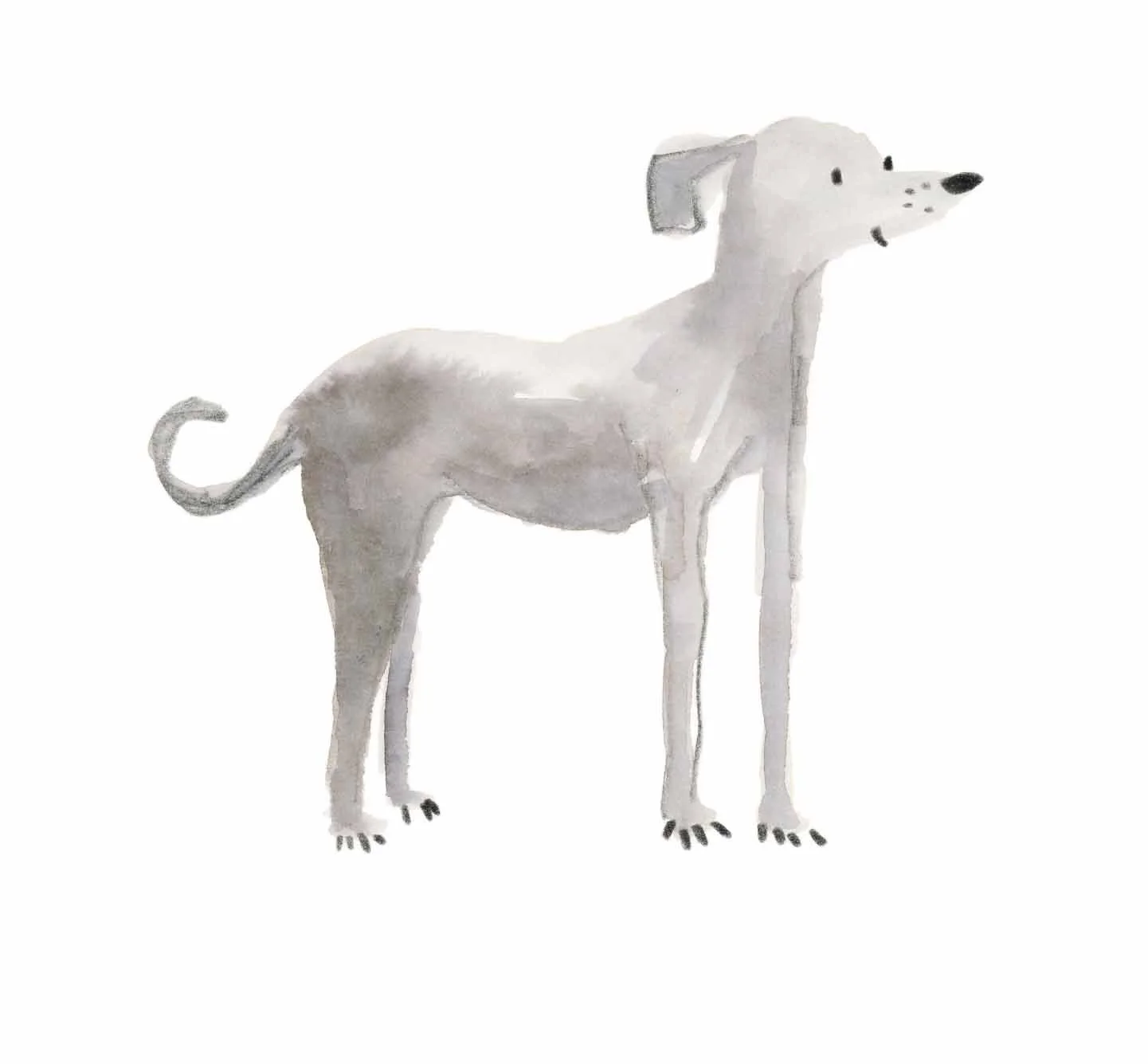 Italian Greyhound Original 1 online.jpg