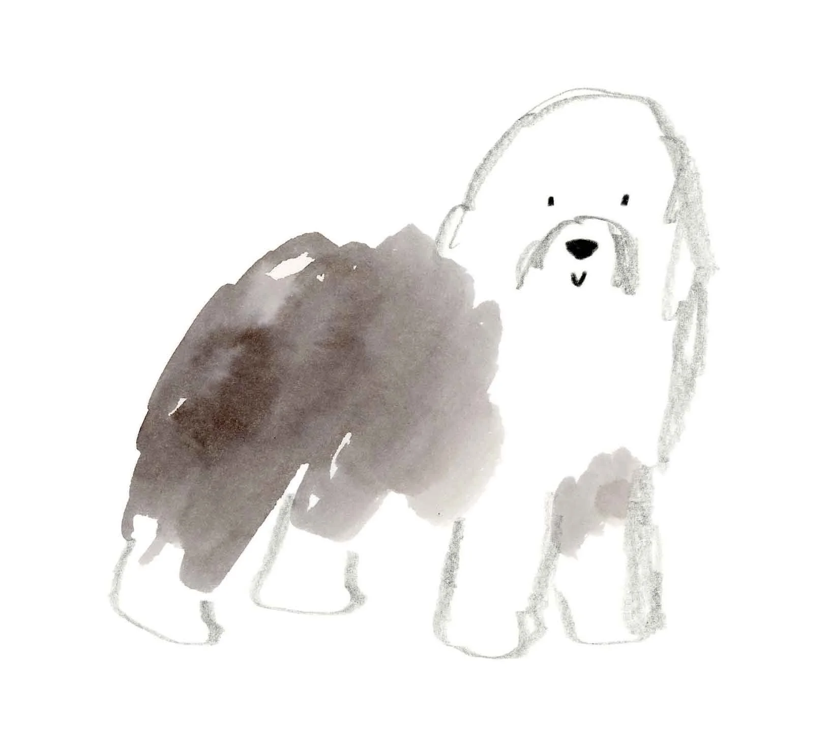 Old English Sheepdog 4 (online).jpg