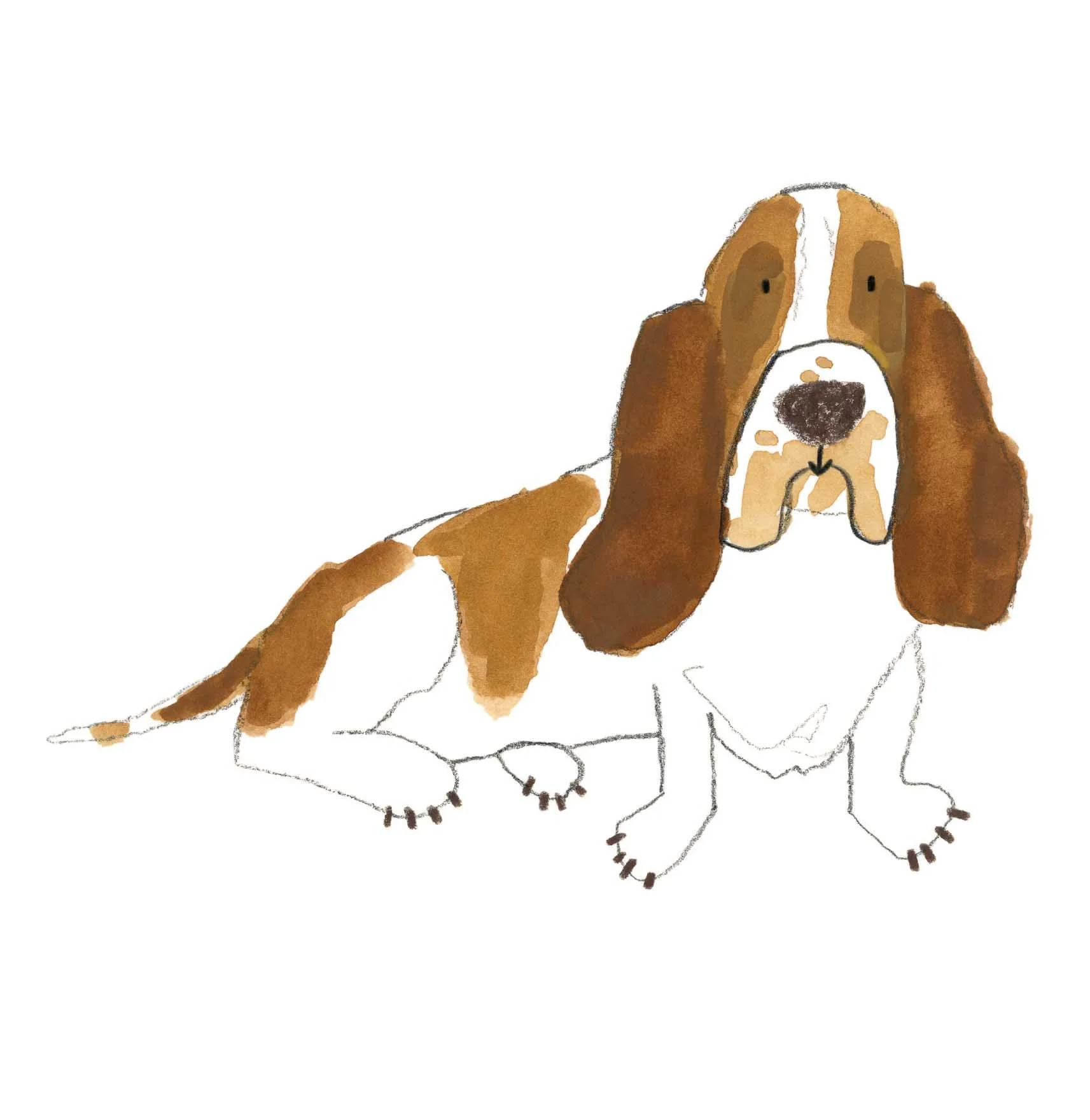 Basset Hound 1 online.jpg