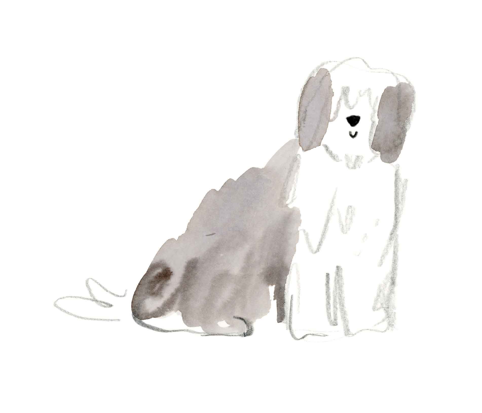 Old English Sheepdog 5 (online).jpg