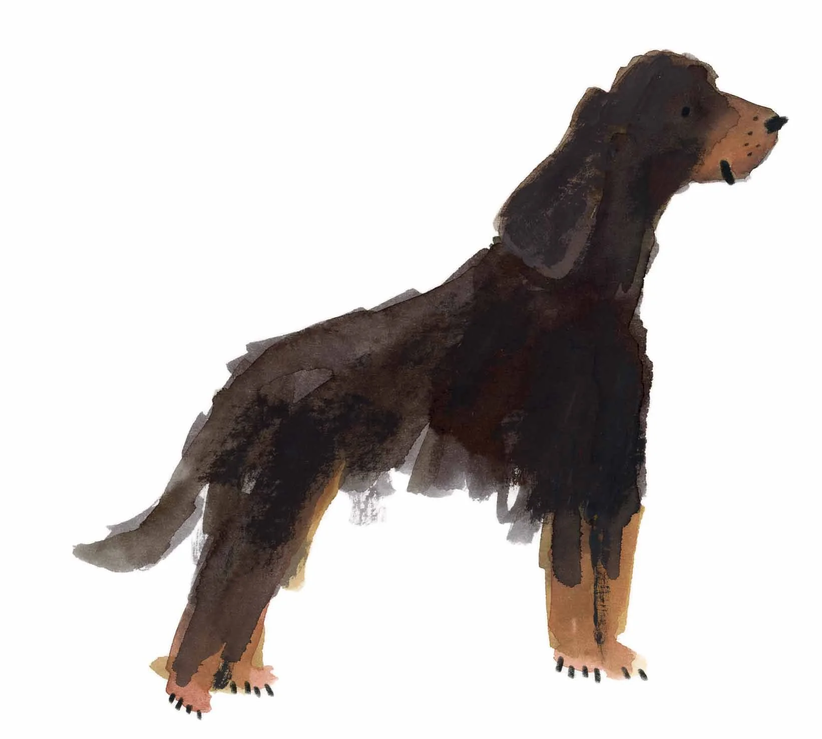 Gordon Setter 12 online.jpg