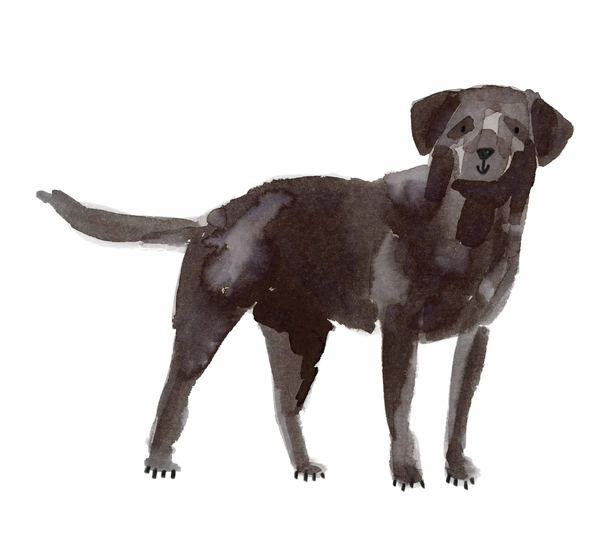 Black Labrador original 2 online.jpg