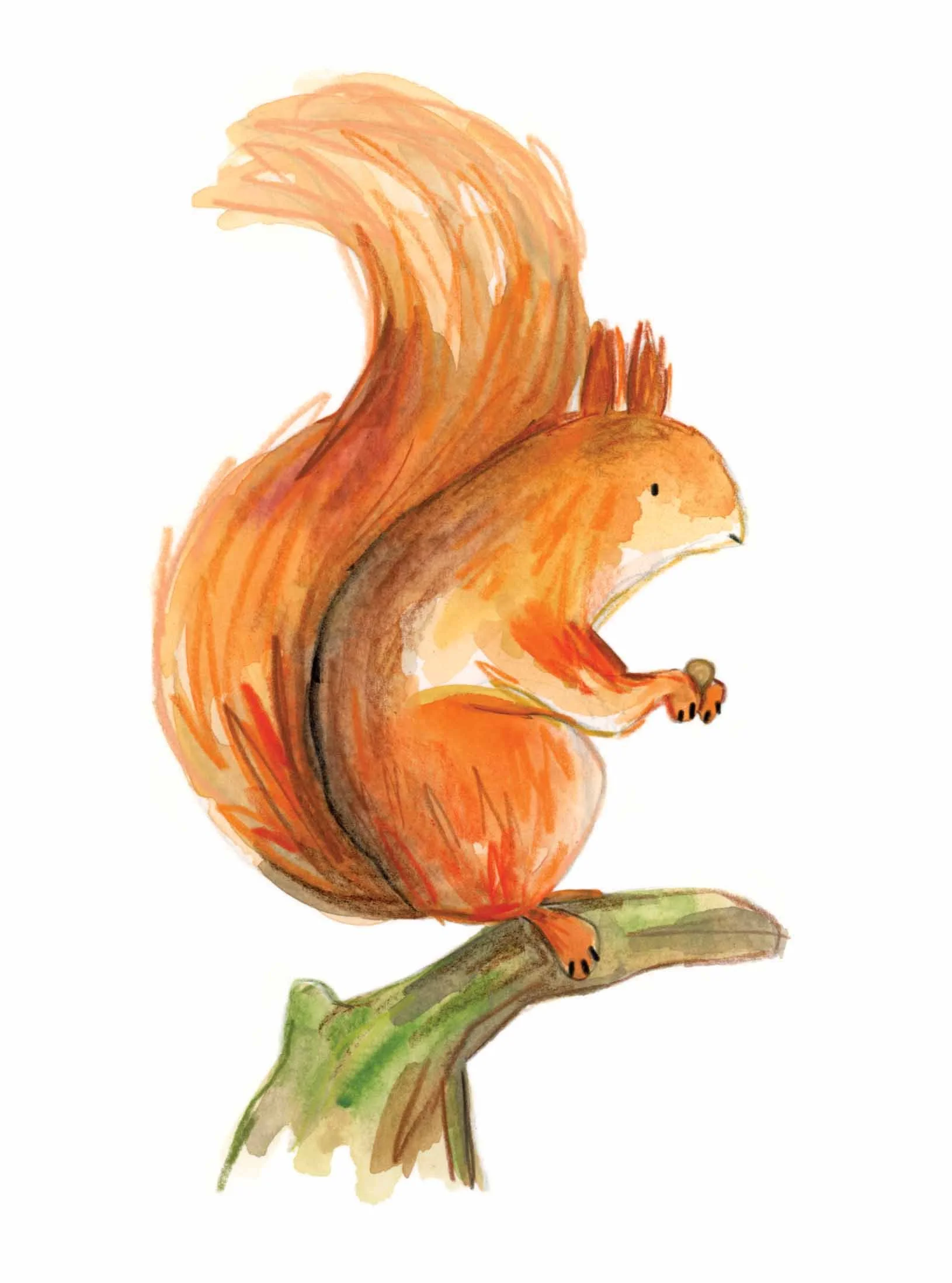 red squirrel online.jpg
