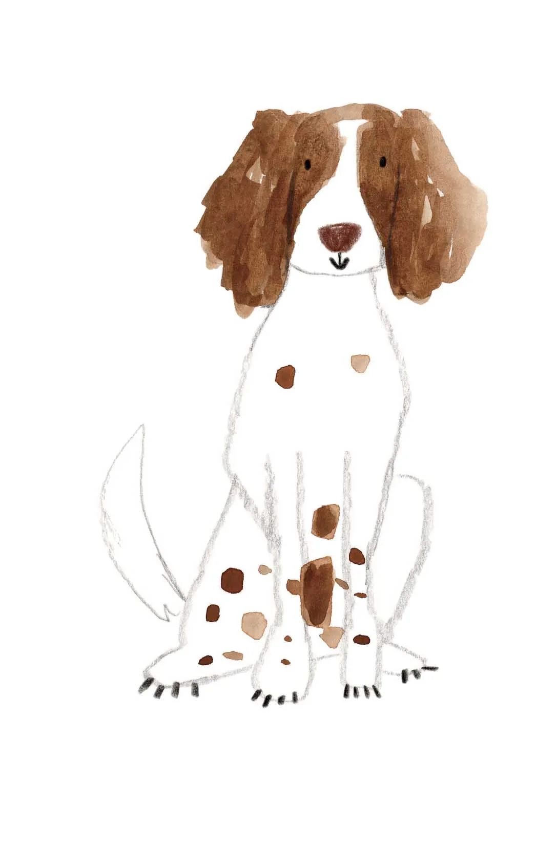 Springer Spaniel Original  online.jpg