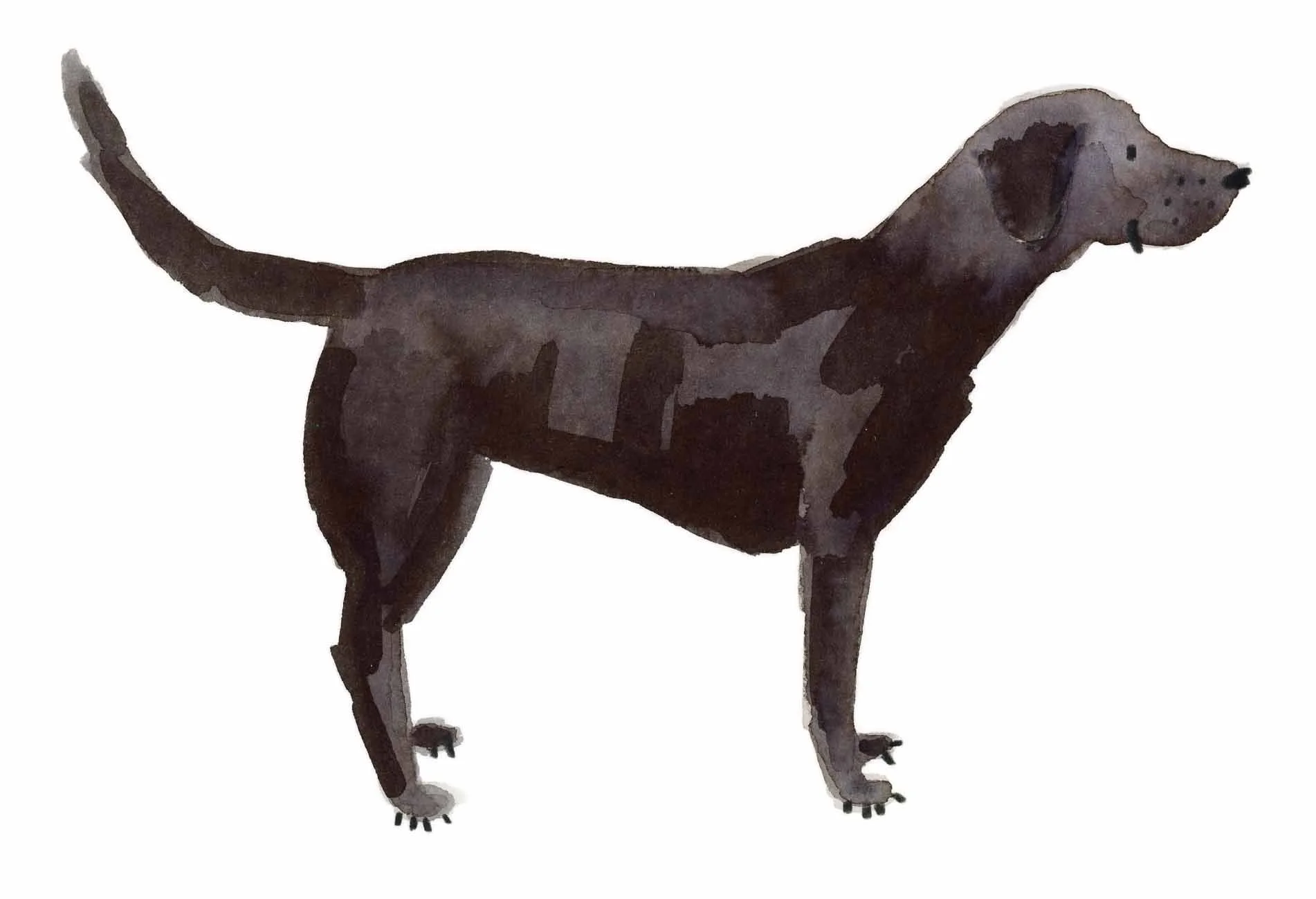 Black Labrador original 5 online.jpg