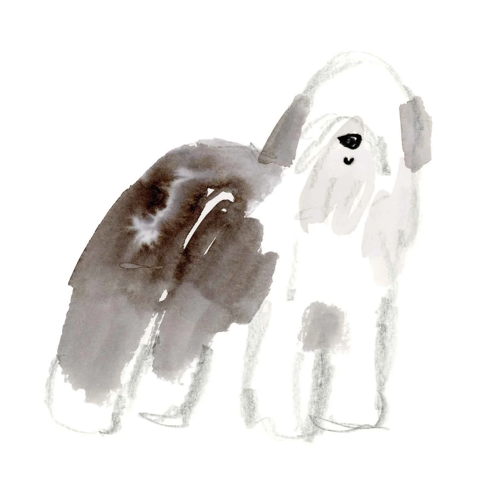 Old English Sheepdog 2 (online).jpg