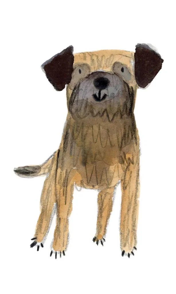 Border Terrier 2 online.jpg