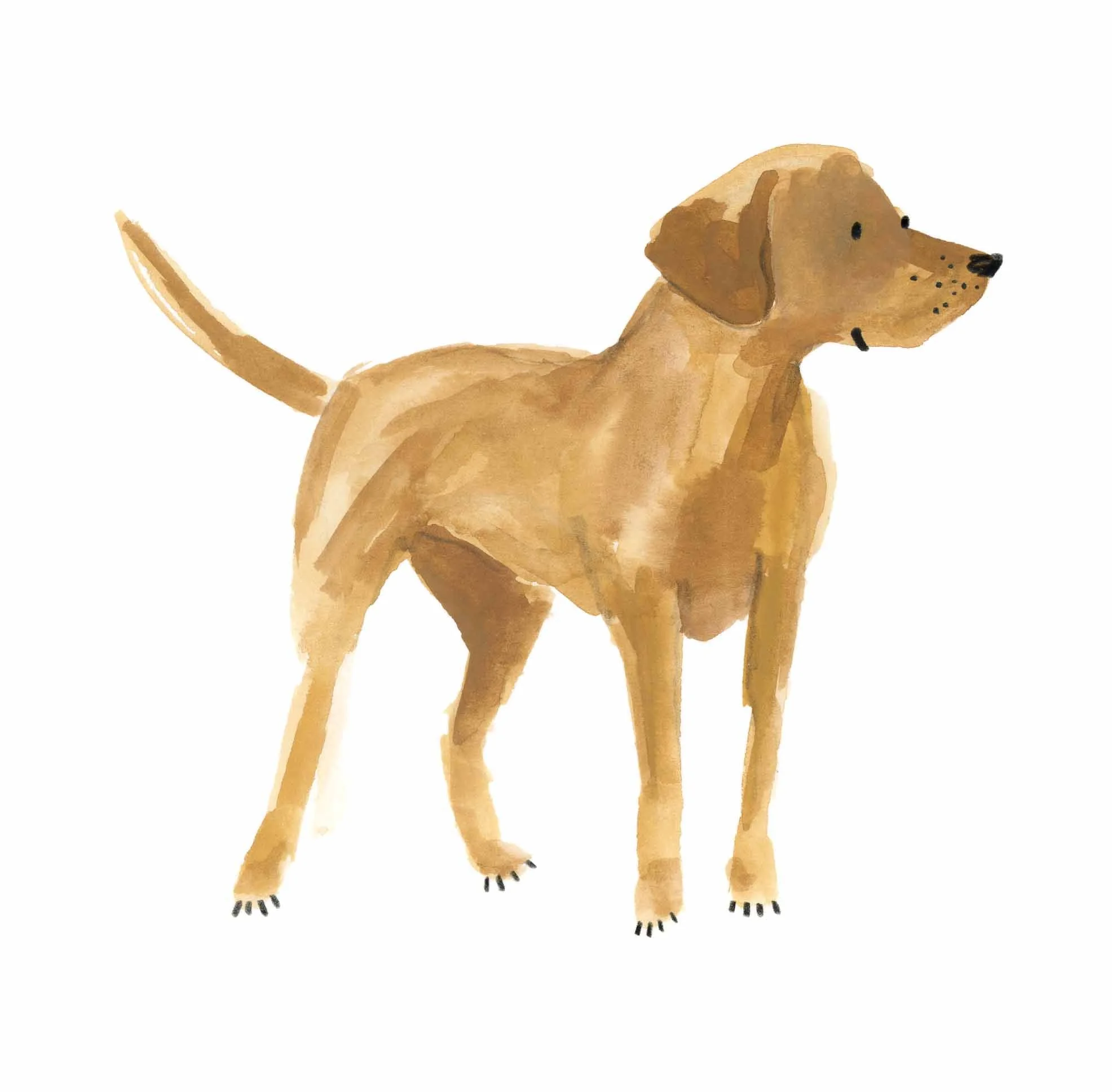 Labrador Retriever Original 1 online.jpg