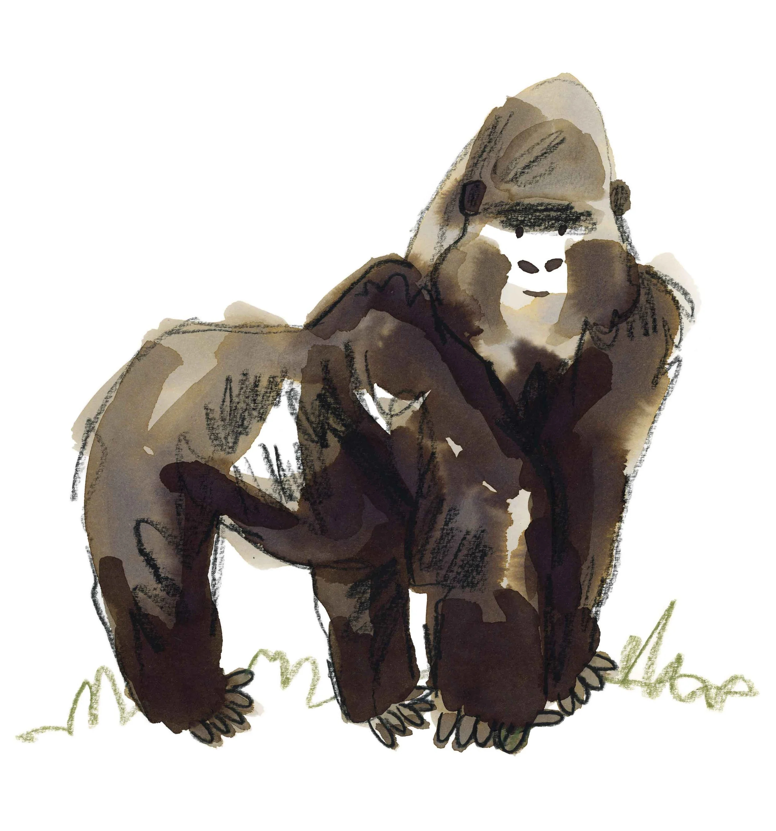 Gorilla Original 3 online.jpg