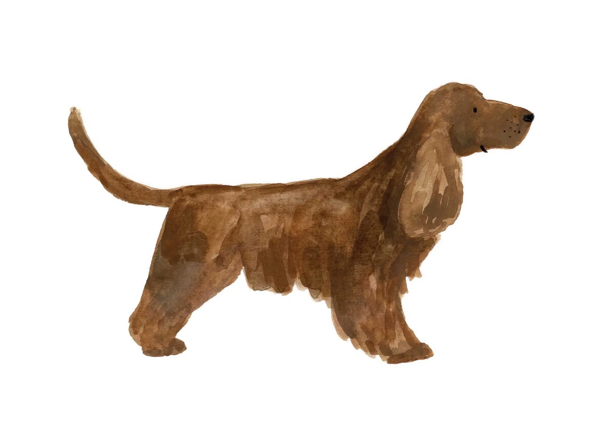 Brown cocker original 2 online.jpg
