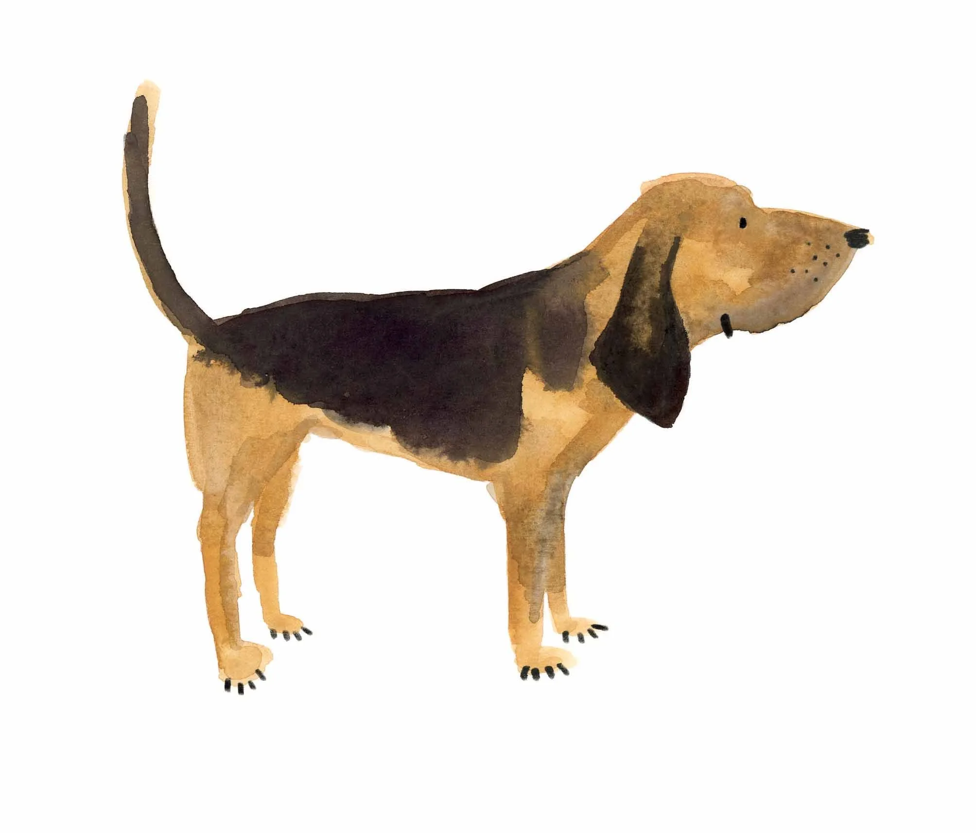 Bloodhound Original 1 online.jpg