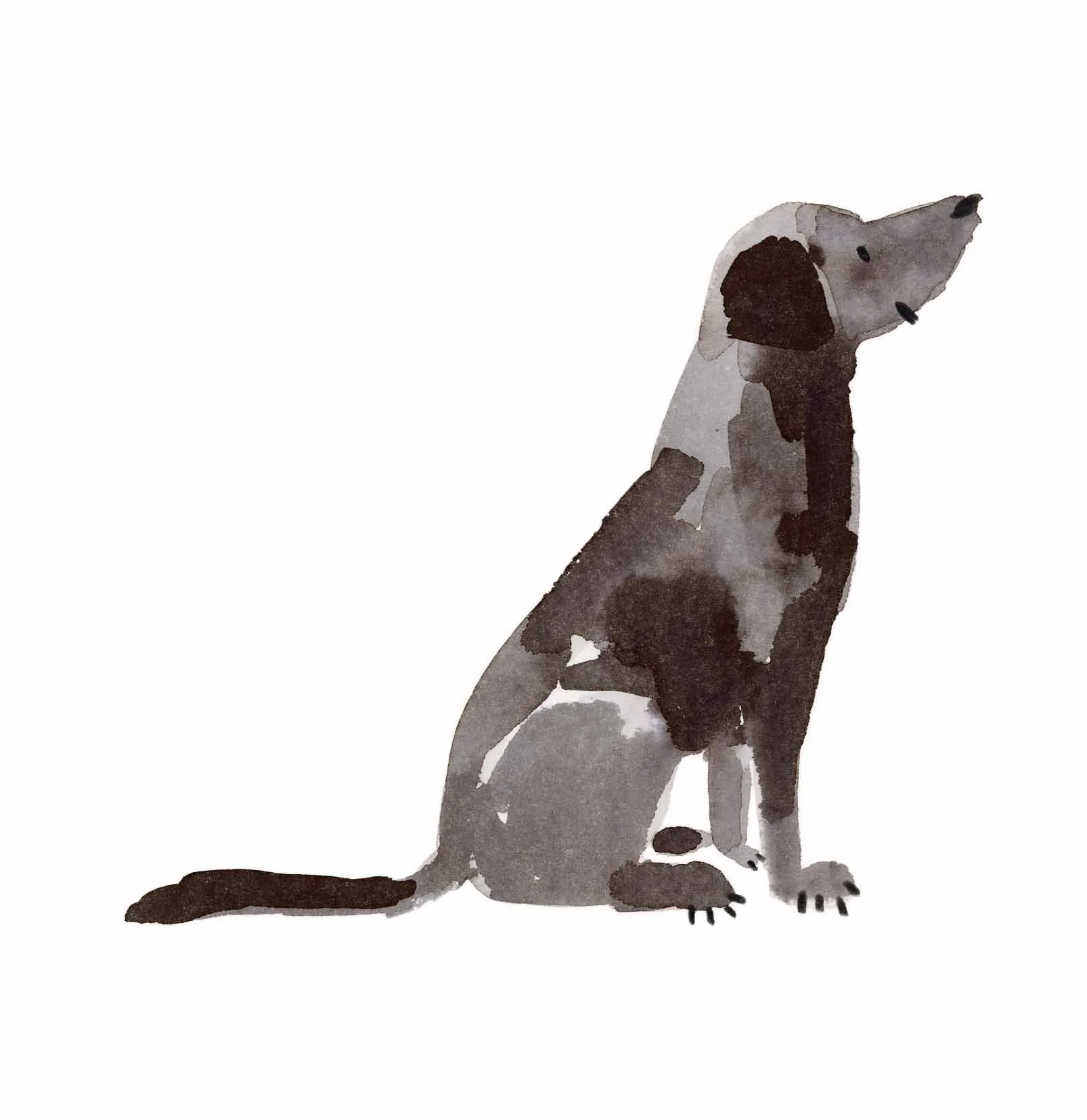Black Labrador original 6 online.jpg