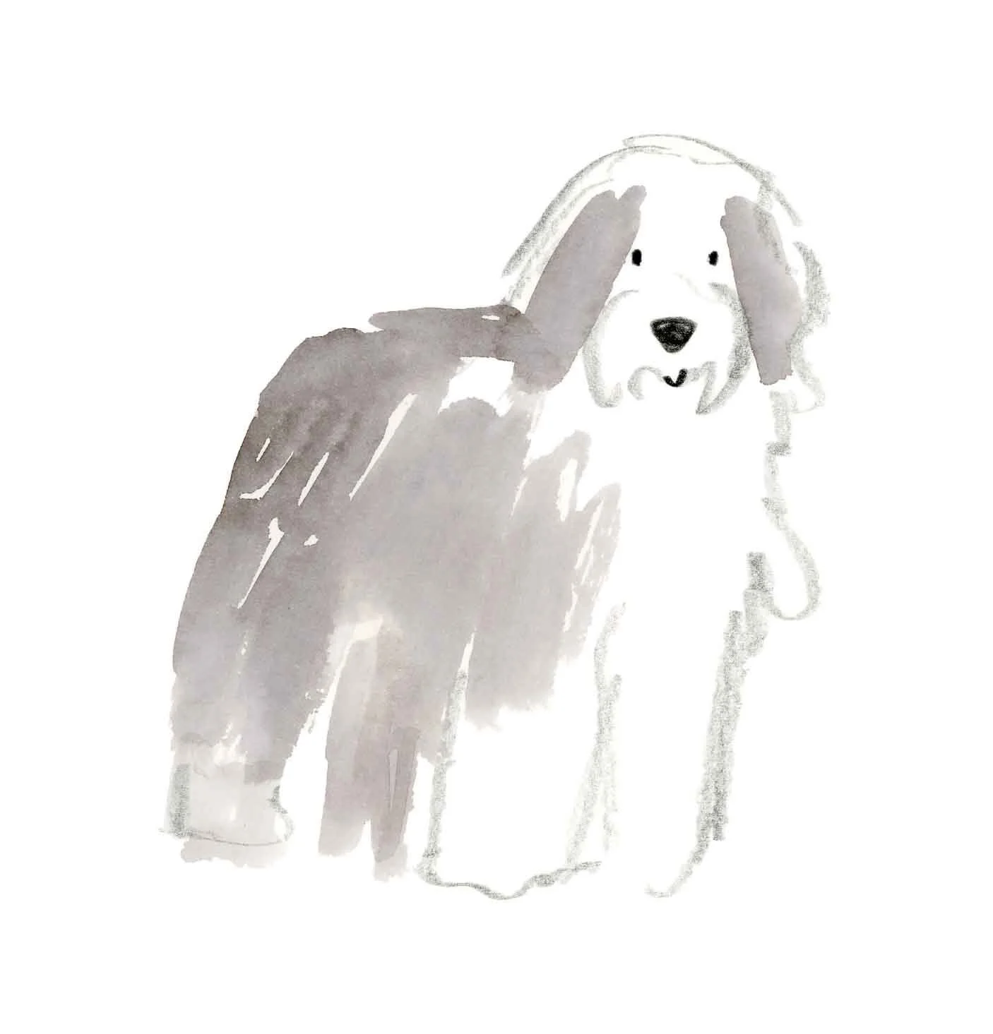 Old English Sheepdog 3 (online).jpg