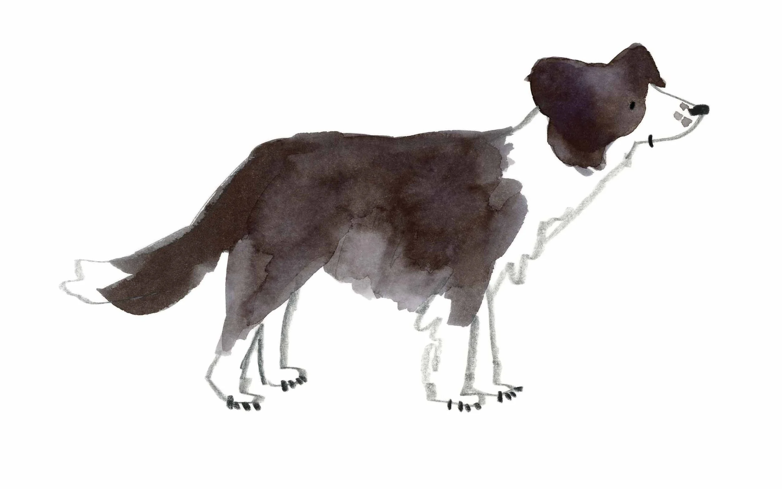 Collie Original 3 online.jpg