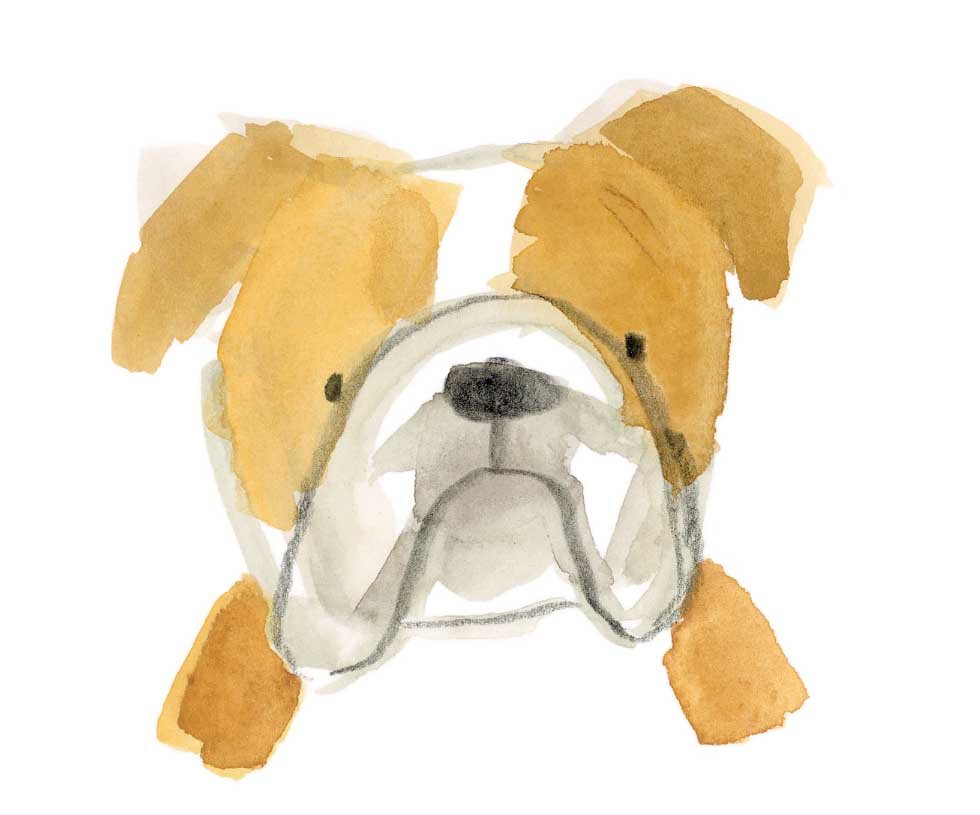 Bulldog Original 2 online.jpg