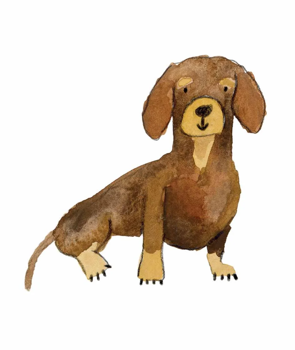 Brown and Tan Dachshund 2 online.jpg