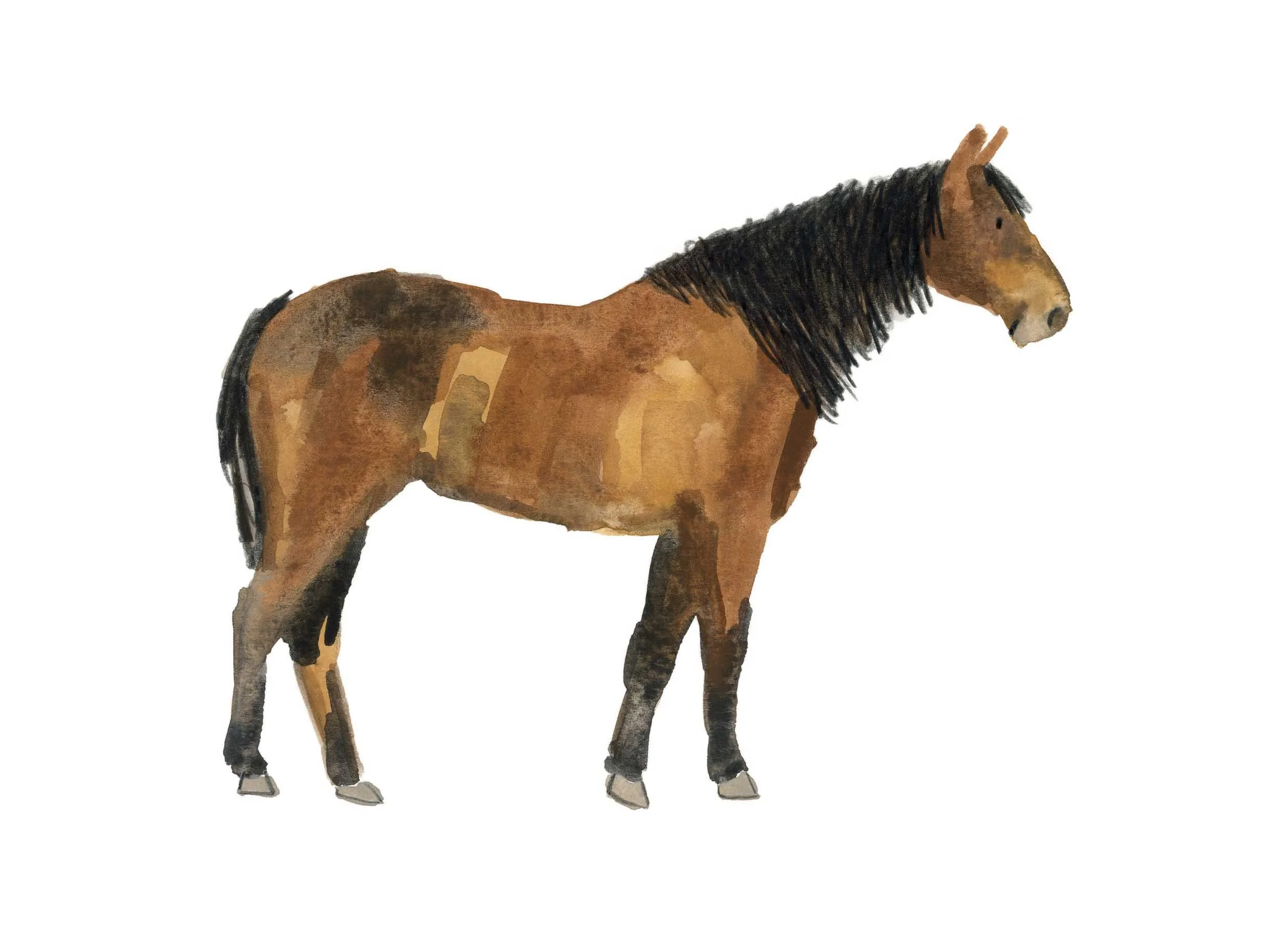 Brown and Black Horse 1 online.jpg