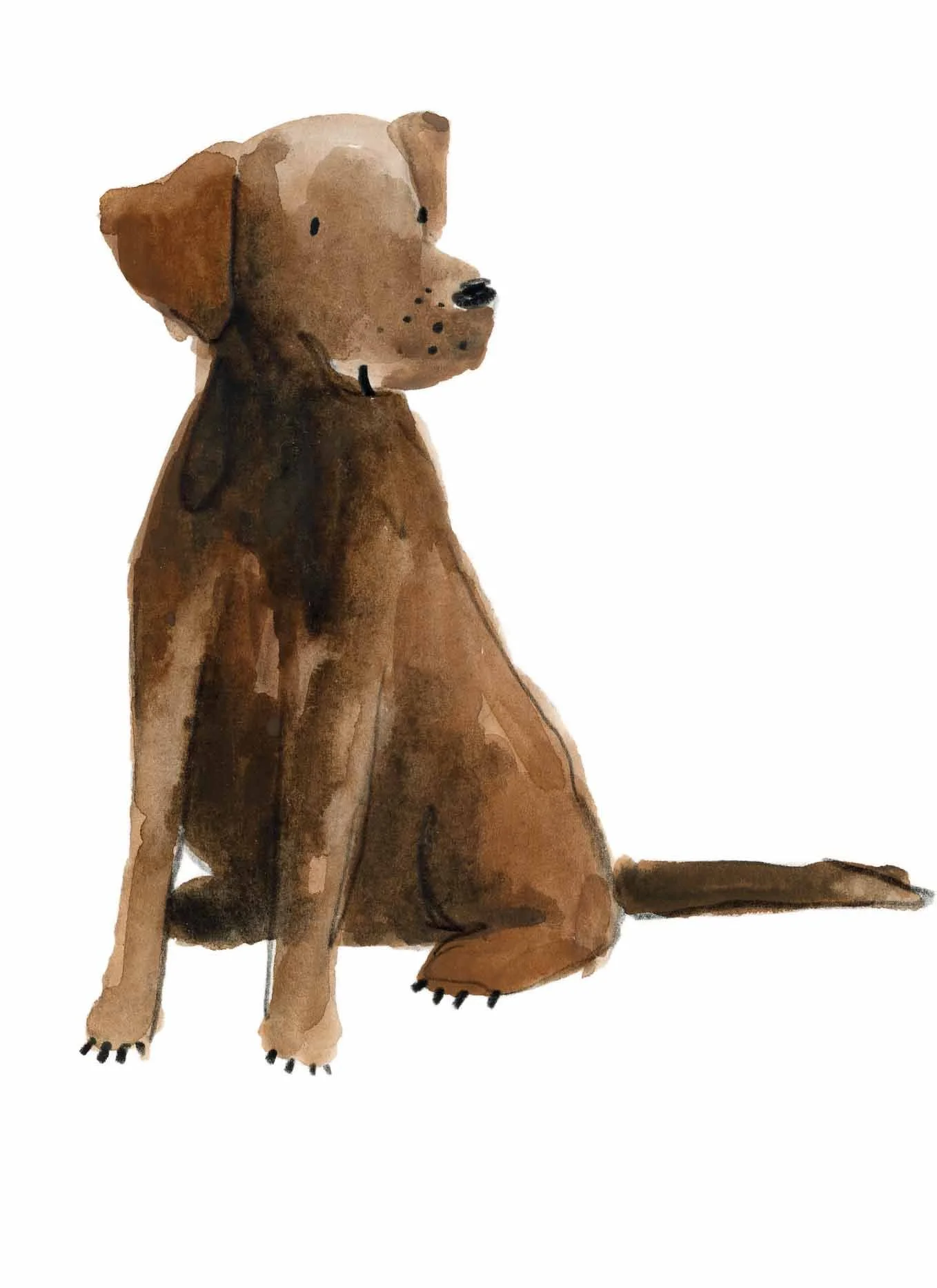 Chocolate Lab original 1 online.jpg