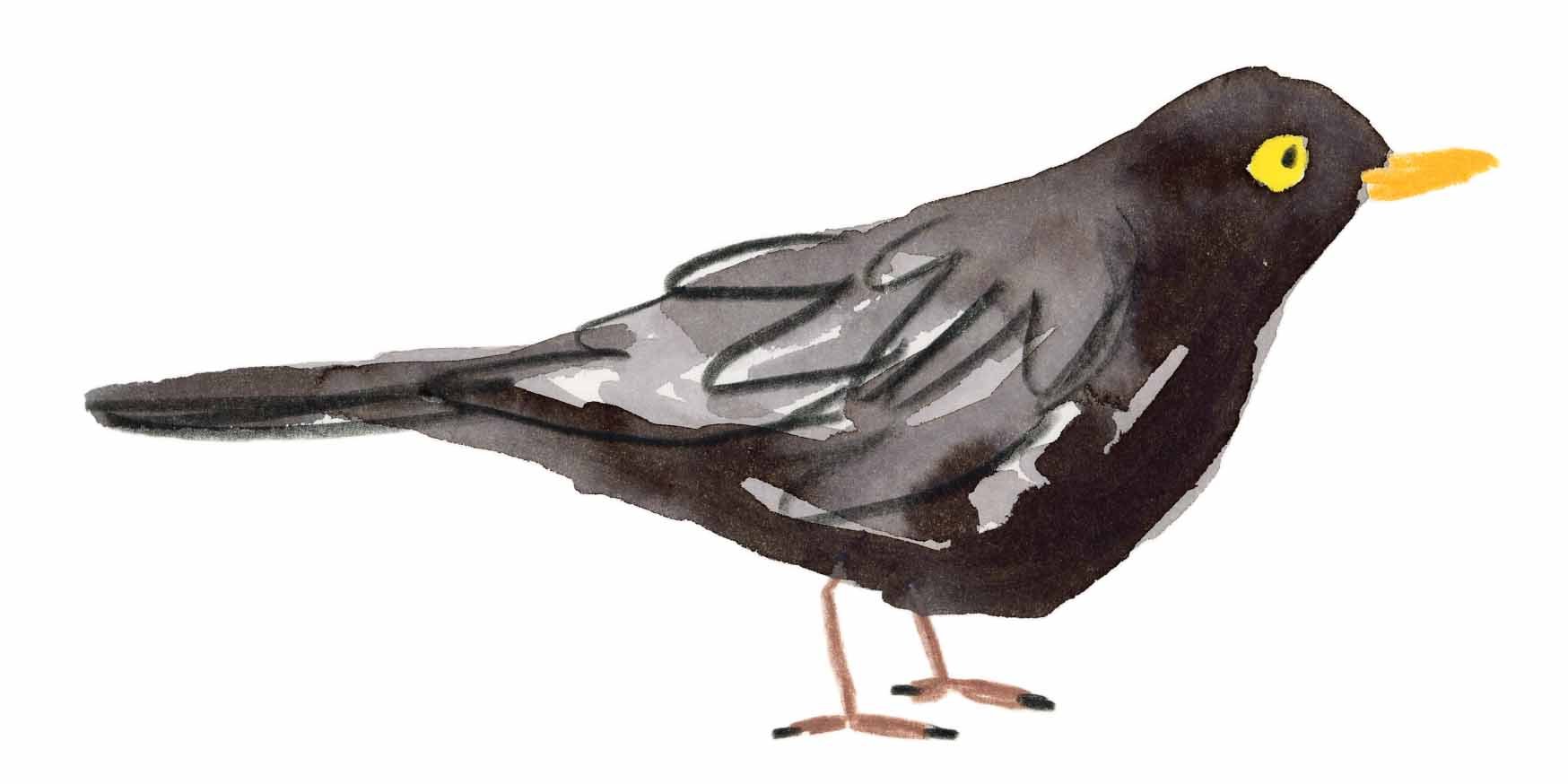 Blackbird Original 6 online.jpg