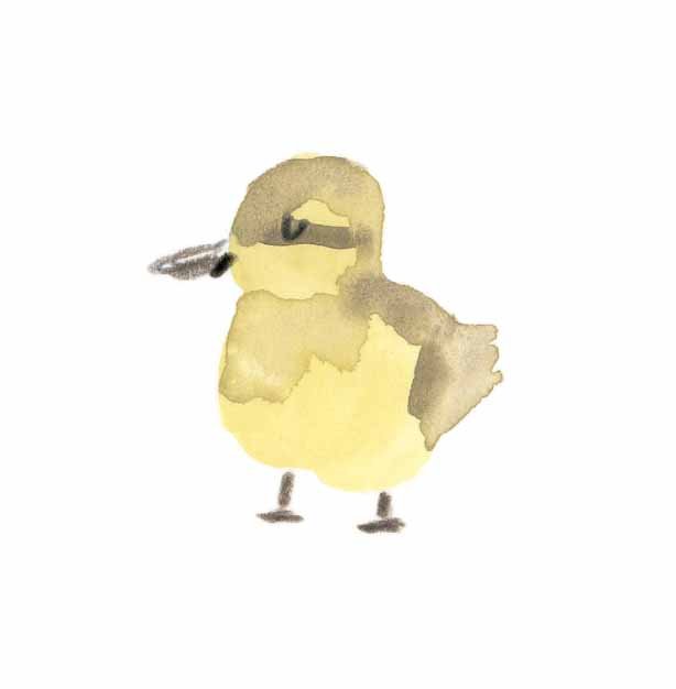 Mallard Duckling 3 online.jpg