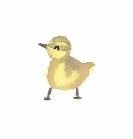 Mallard Duckling 1 online.jpg