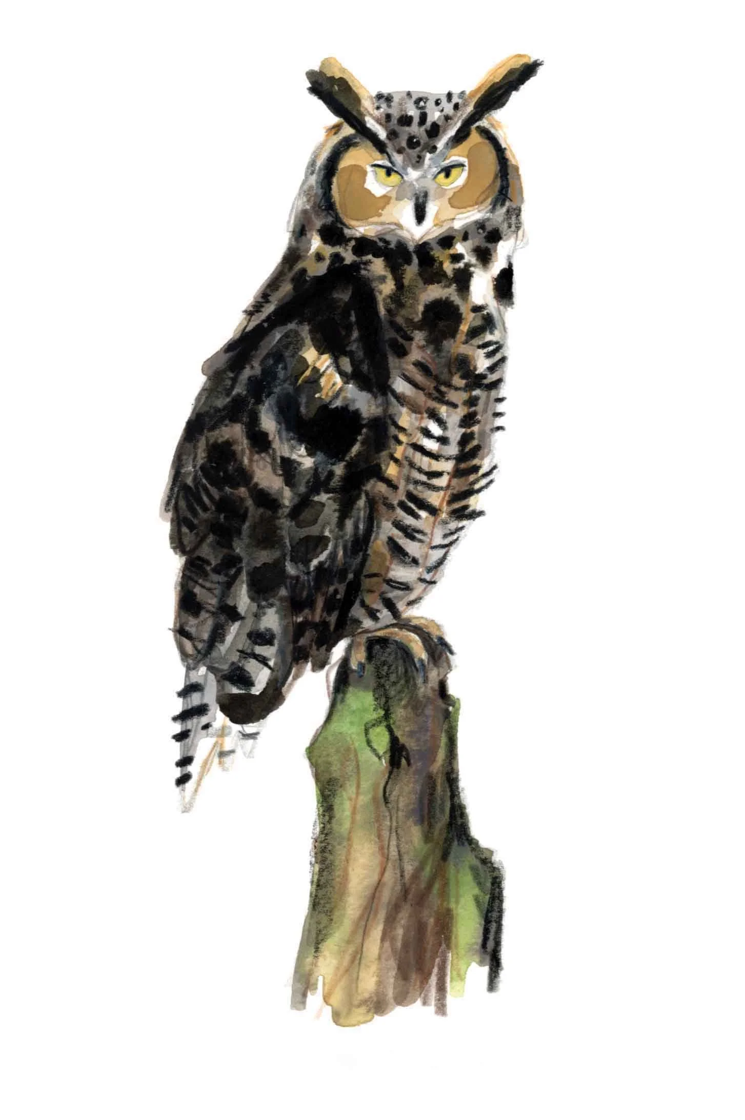 long-eared owl.jpg