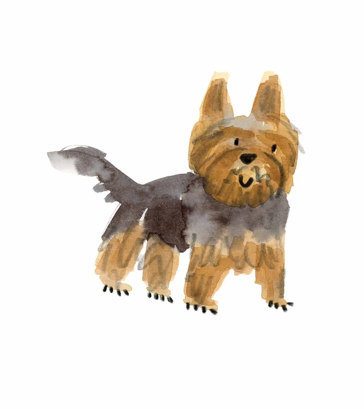 Yorkshire Terrier 3 online.jpg