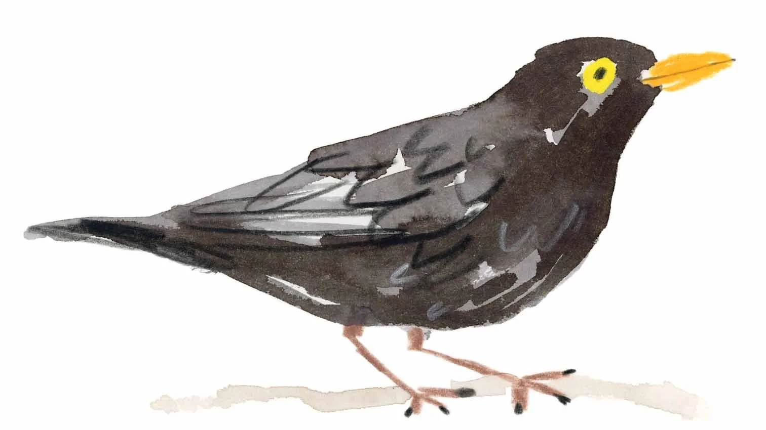 Blackbird Original 10 online.jpg
