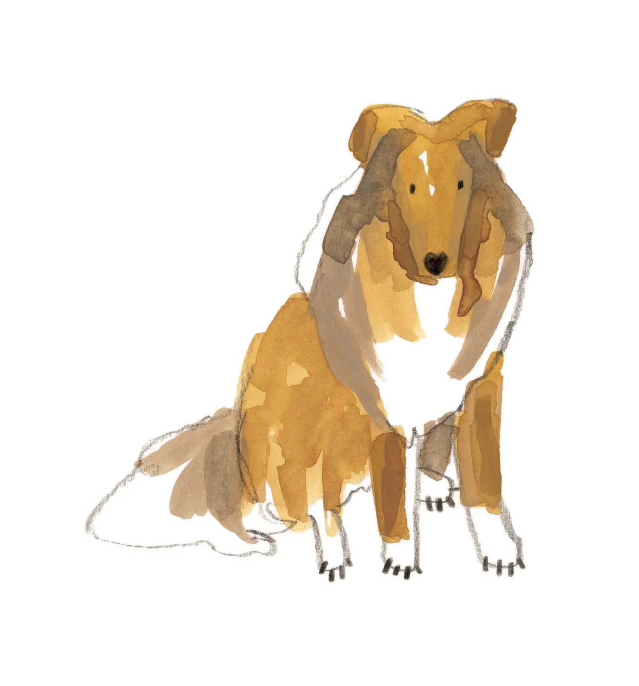 Rough Collie 1 online.jpg