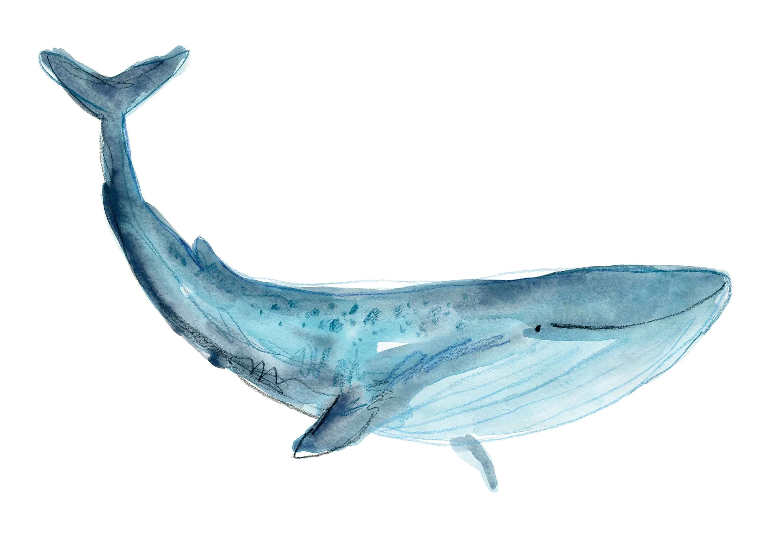 Blue whale print online.jpg