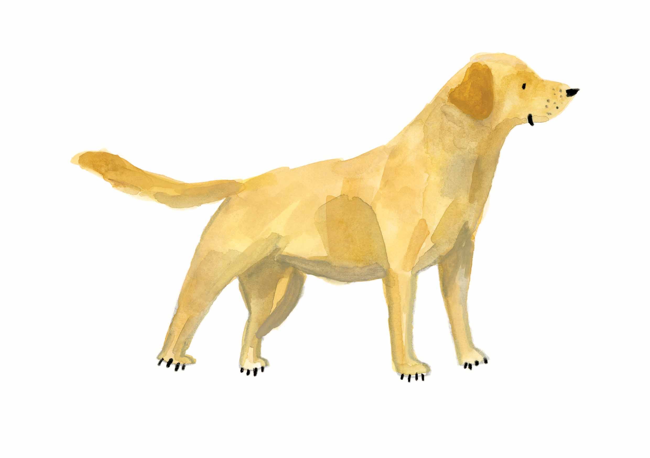 Yellow Lab Print 1 online.jpg