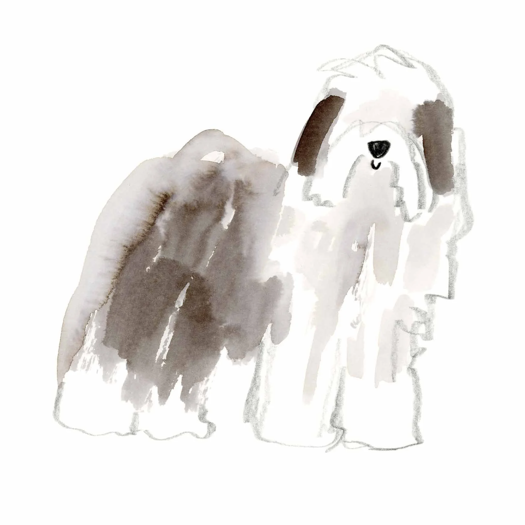Old English Sheepdog 3 print online.jpg