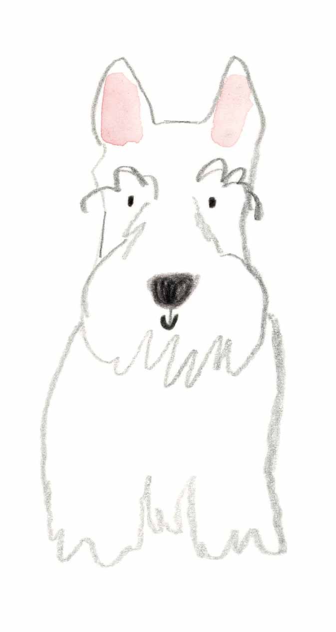 Scottish Terrier 2 online.jpg